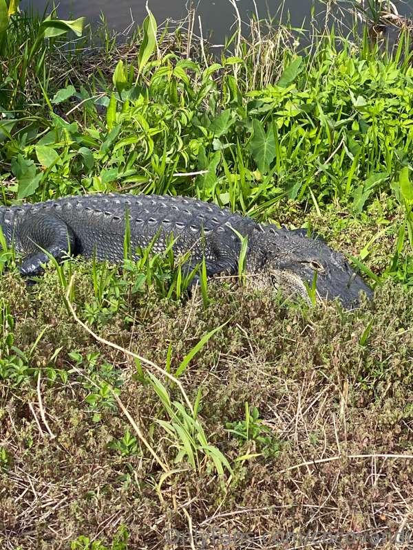 Wildlife!!!!