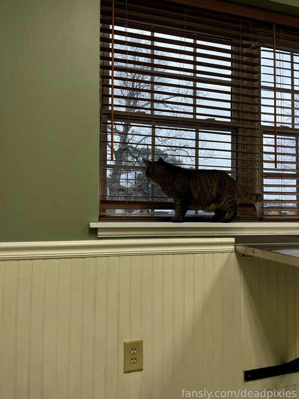 at the vet with my silly, fingers crossed for no yucky stuff with his blood tests, etc! &lt;3 🤞🏻 
#fyp