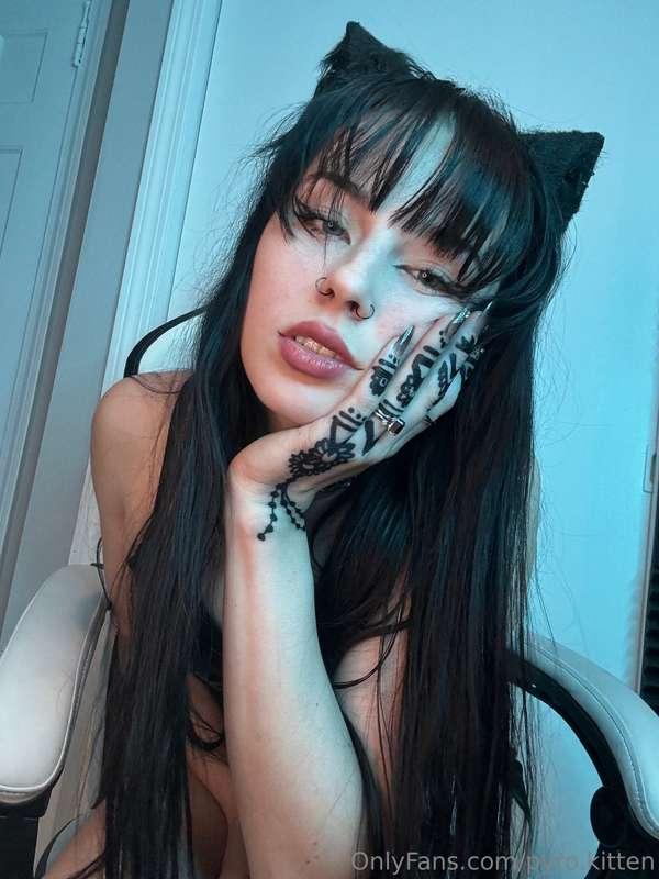 pyro.kitten image #1