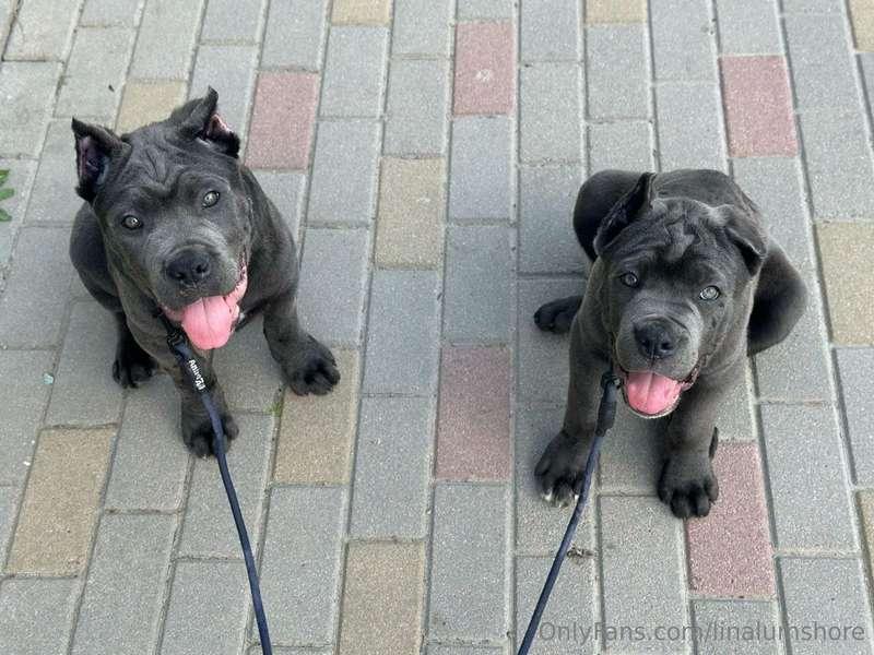 So here’s the story: I’m absolutely obsessed with dogs. I li..