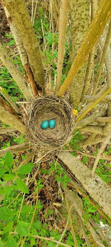I found a bird's nest today. Could be Robin eggs