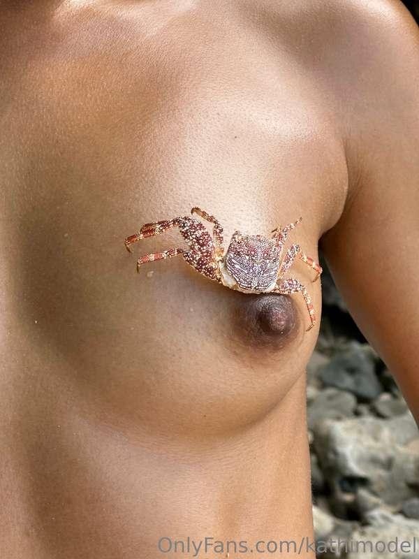 🦀 hola