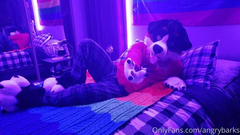 angrybarks main image