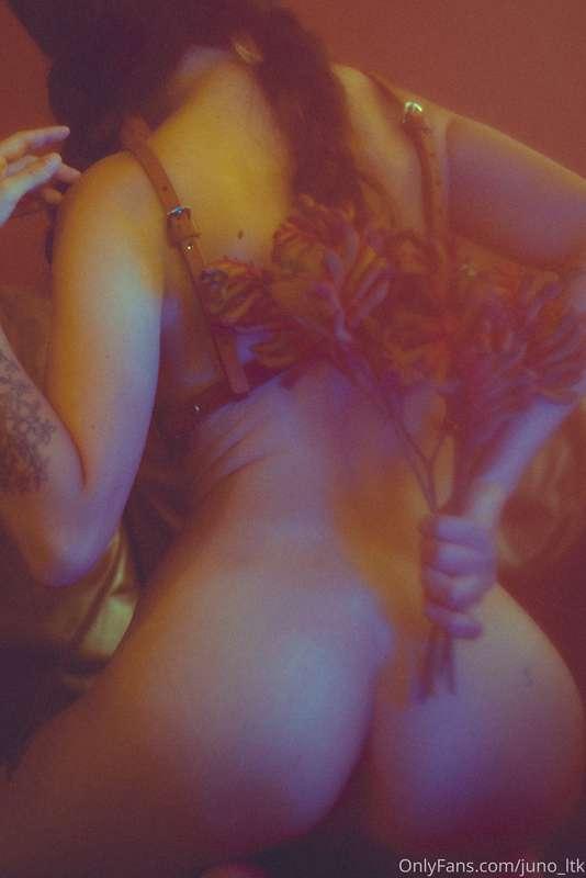 juno_ltk image #3