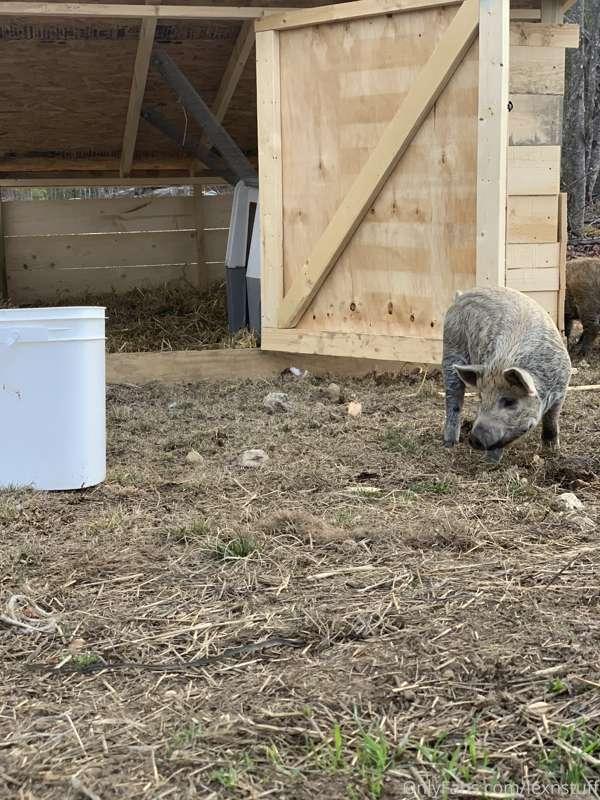 Hey, getting the piglets  settled in beat me up. So I’ll be ..