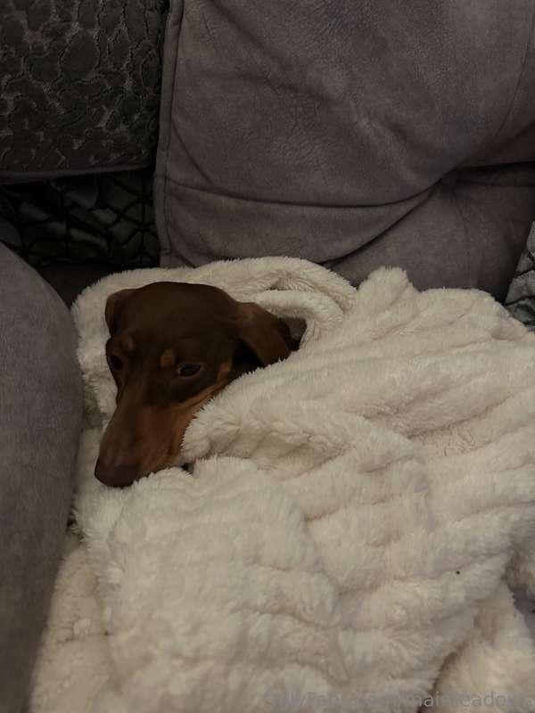 Super cute 🐕🐶