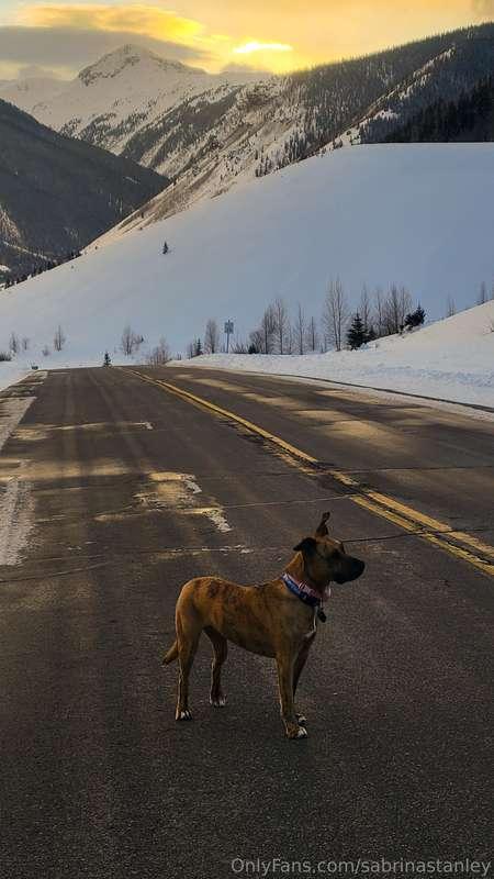 This is Zelda, she's mostly a bully breed mix with a splash ..