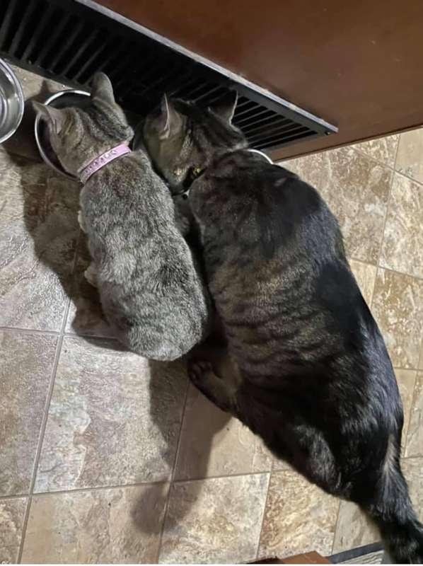 Found this cute pic of Tiny Tara and Giant Jax 2021