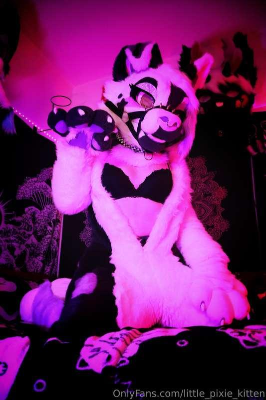 little_pixie_kitten image #9