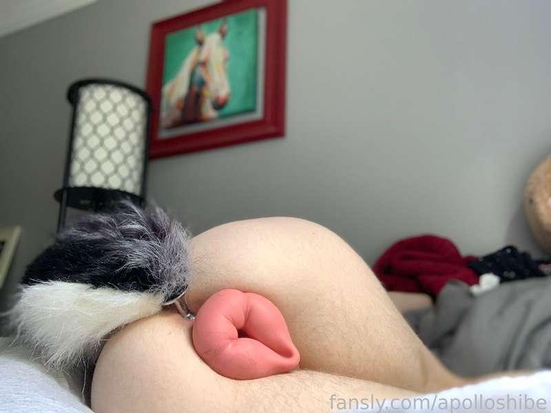 apolloshibe image #2