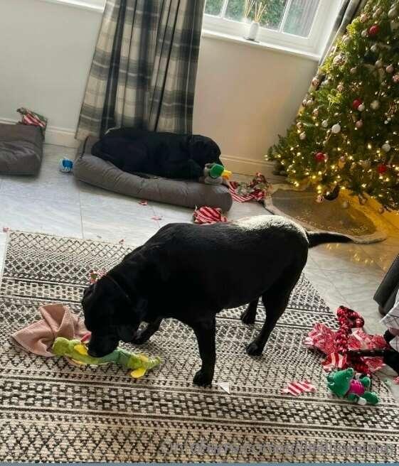 So this was poppy last year opening her presents and this ye..