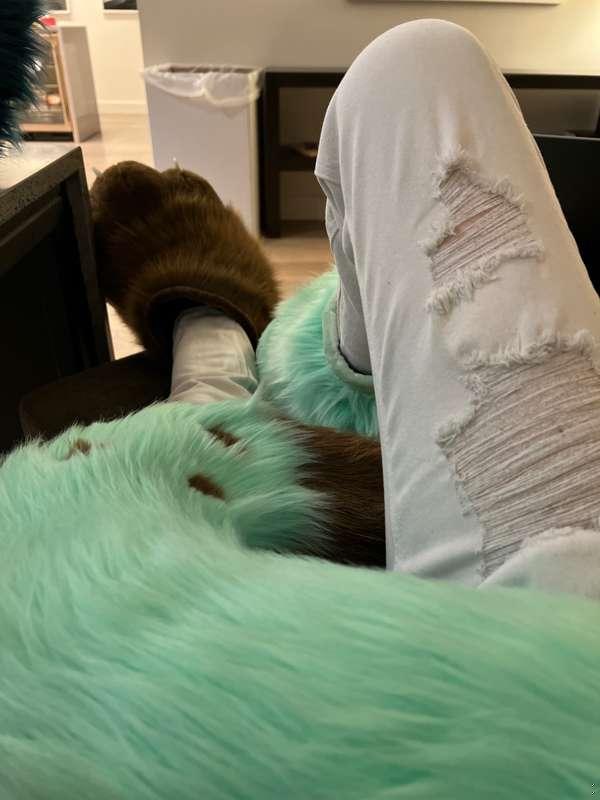 I’m at ANW. Smol break then back to your regularly scheduled floof