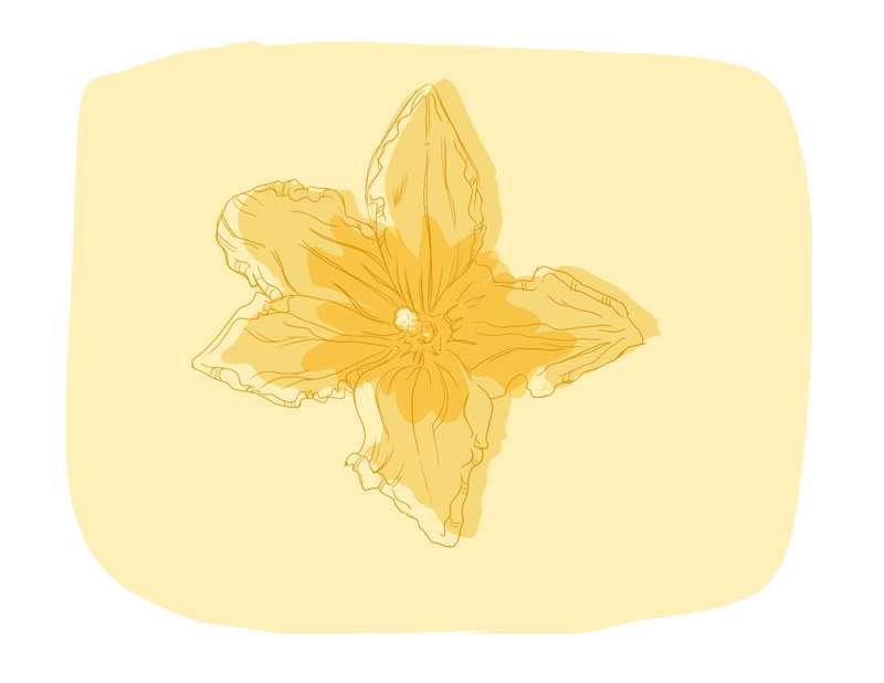 Squash Flower Print