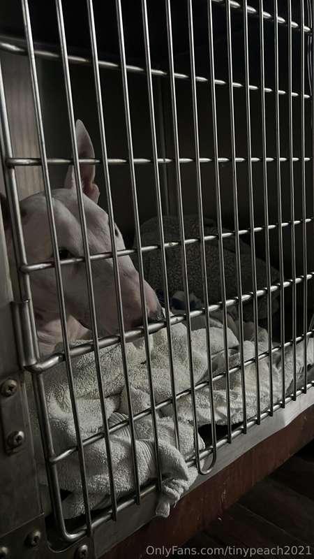 Love, please help me. My pet was poisoned and I have to pay ..