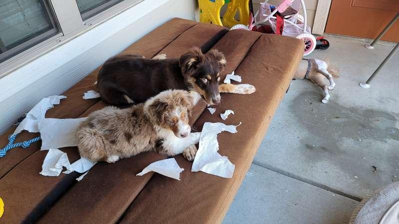 My babies Australian sheperds. Mikey loves paper towels. He'..