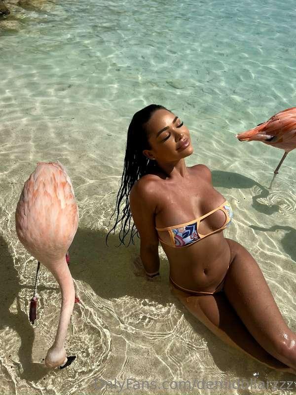 Who wants to go on vacation? 🦩