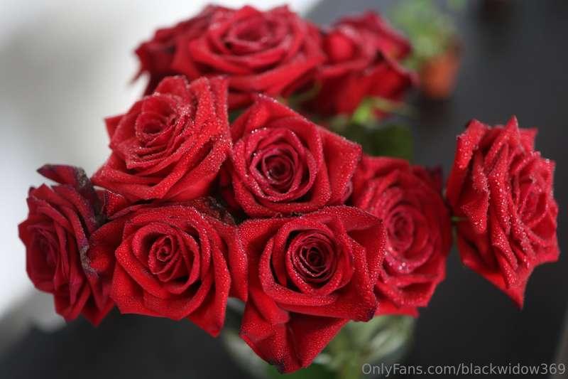 blackwidow369 image #2