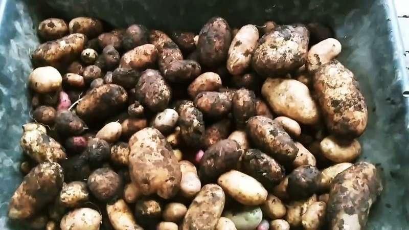 Potatoes!