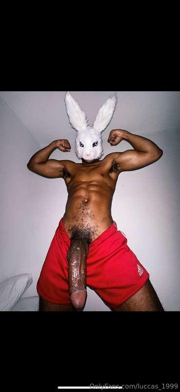 Your bunny is looking for holes 