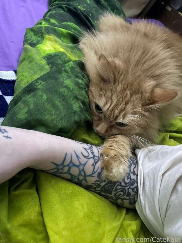 catekate image #0