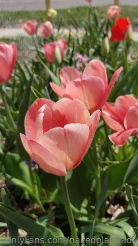 Check out my beautiful tulips 👄👄