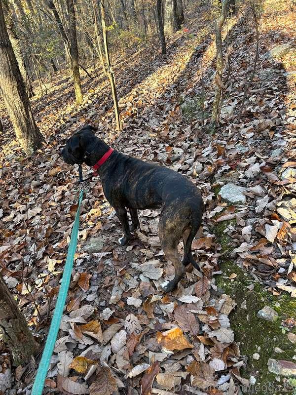 Went Hiking yesterday! Beautiful day, me and Izzy had a grea..