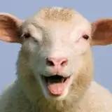 idlesheep