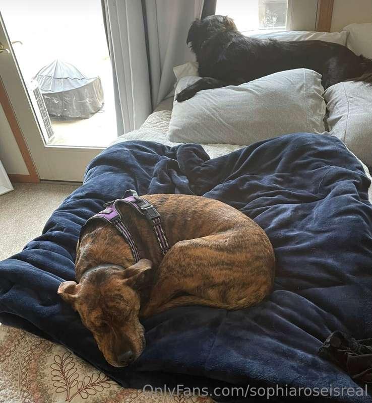 I really just miss my dogs. The whole world is gonna have to..