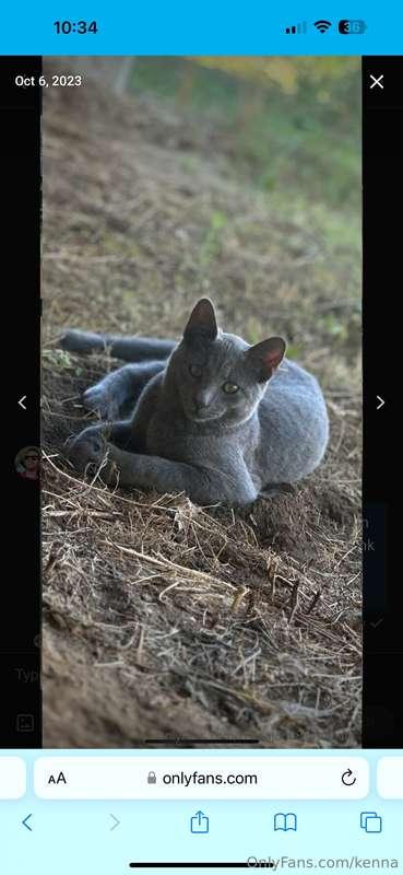 Hey guys. I got some really bad news. My beloved kitty Grey ..