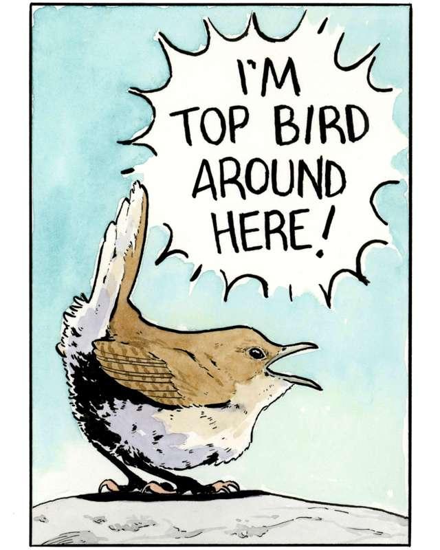 Top Bird