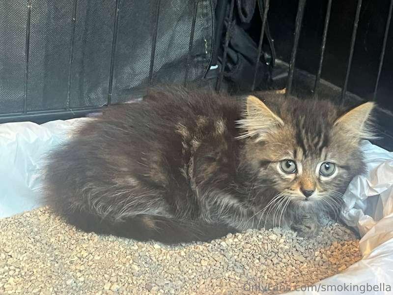 Sorry I haven’t been online today, I just got two little fur..