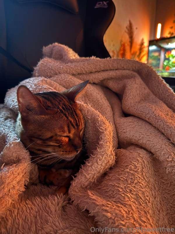 my cat is just chillin😅 I hope your days are going the same ..