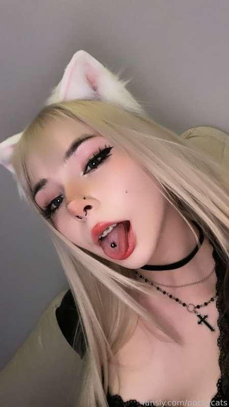 pockycats image #17