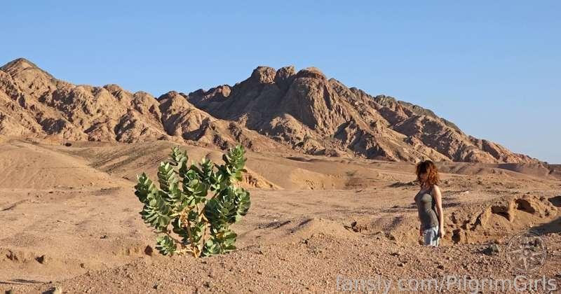 Flower in the Desert 1