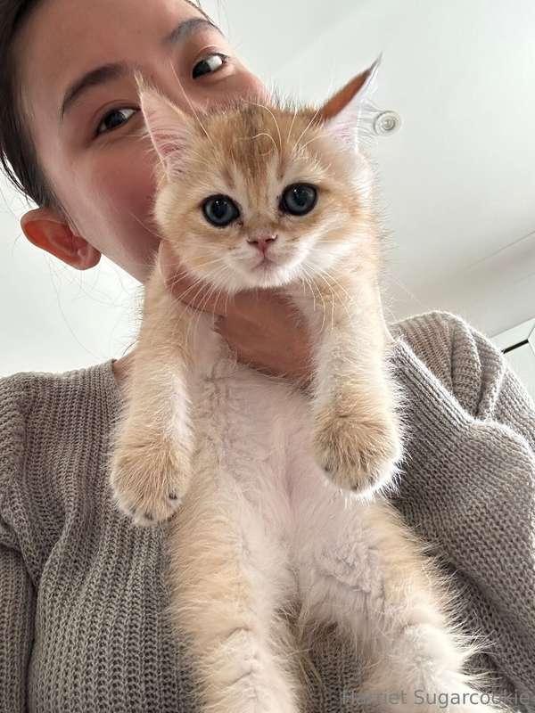 I went to visit the cat that I want to get so that Milk isn'..