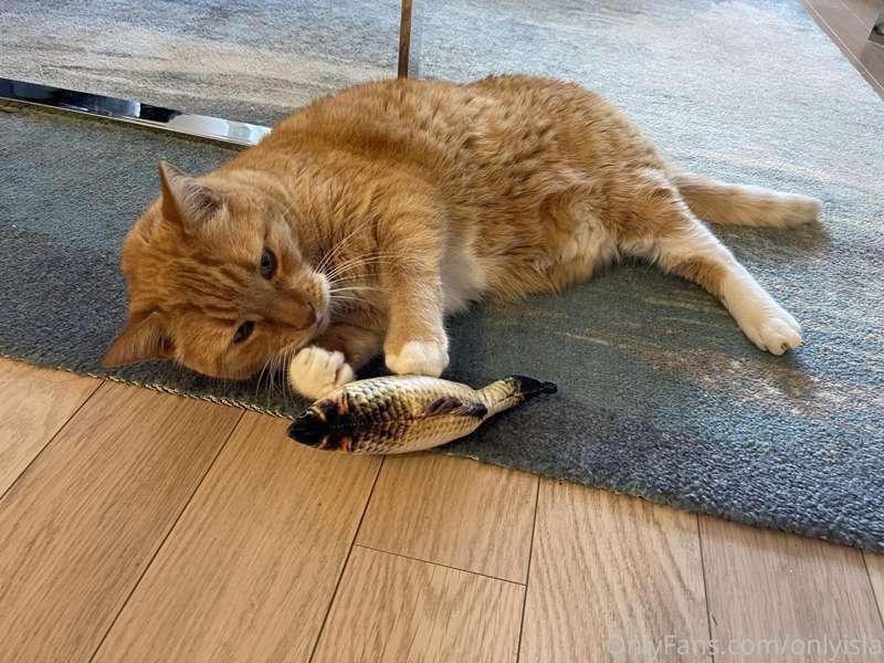 Parent’s cats update: Artie loves the new toys and the tunne..