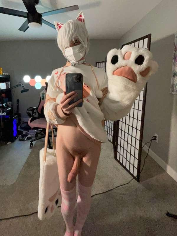 catboiaoi image #2