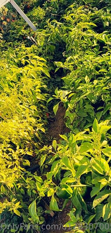 Time to harvest busy time of the year on the farm 🚜 loving ❤..