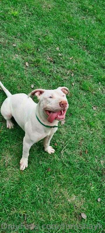 I present to you Draco, my 7 month old albino dog. Do you li..