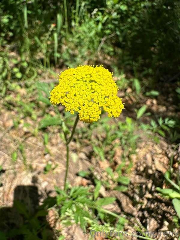 Anyone know what kind of flower this is? Love the yellow col..