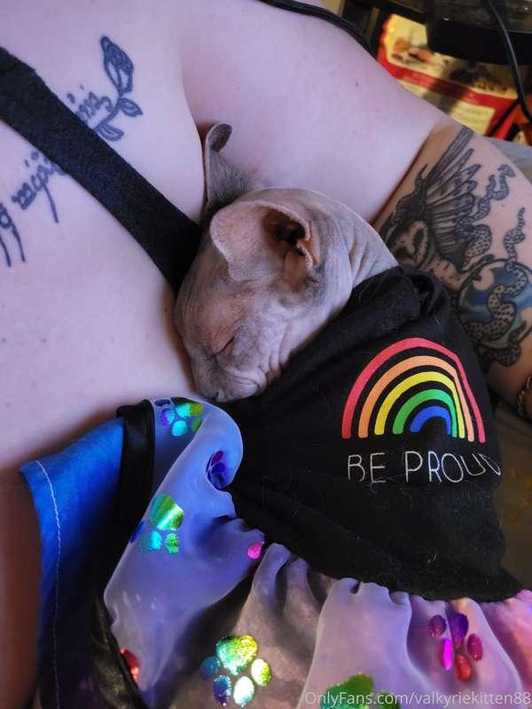 Boobs are great cat pillows!