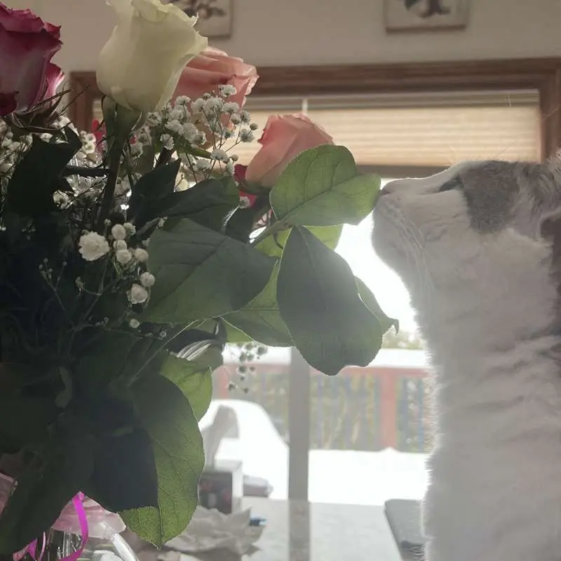 👃🌹