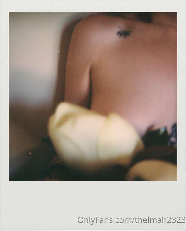 Sweet Magnolia I-III