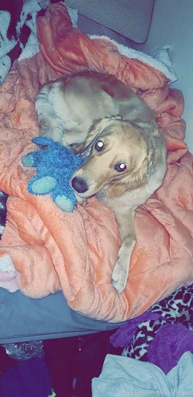 Help me support my doggo🥲🥲