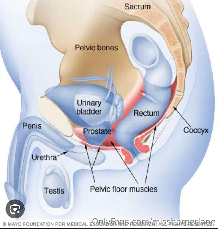The state of your pelvic floor and erection strength go hand..