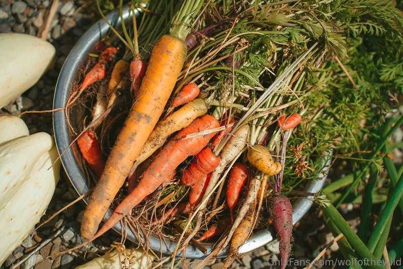 wolfofthewild image #15