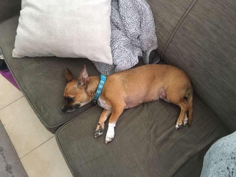 Maggie chilling on the couch