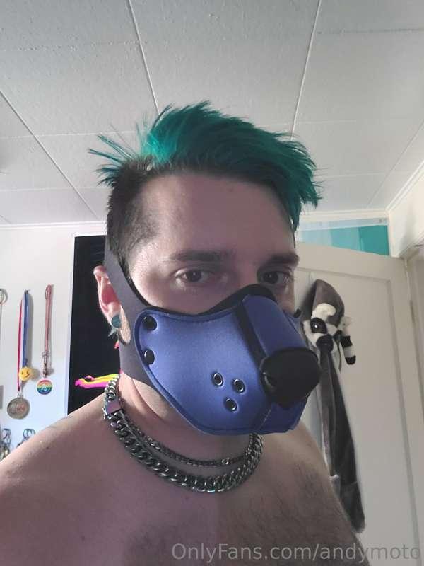 Got a new pup muzzle from Mr. S Leather.
