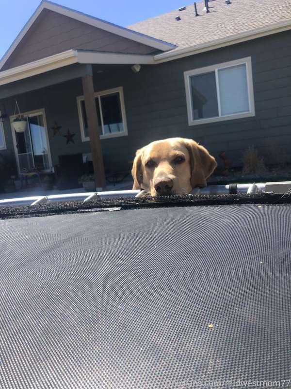 This is Henry. He wants me to stop tanning and play ball.