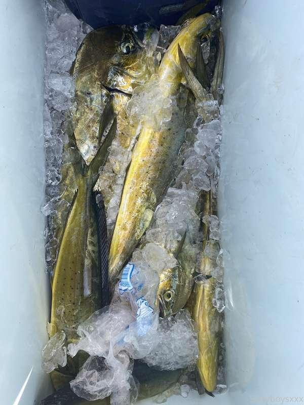 Finally found our first big school of the summer!!! Got some..